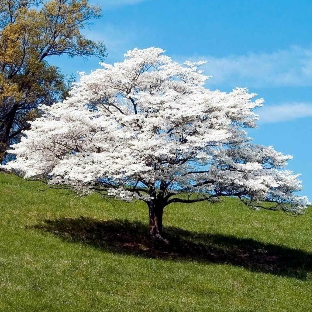 20 Dogwood Trees Seeds Shrubs Cornelian Tree Coldhardy Cornus Florida Rare White