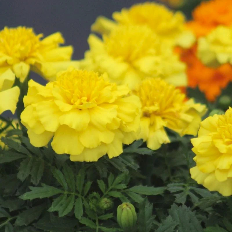 Marigold ZENITH F1 Deep Yellow 60 Seeds NonGMO by THE BROOKLYN BOTANICAL GARDENS