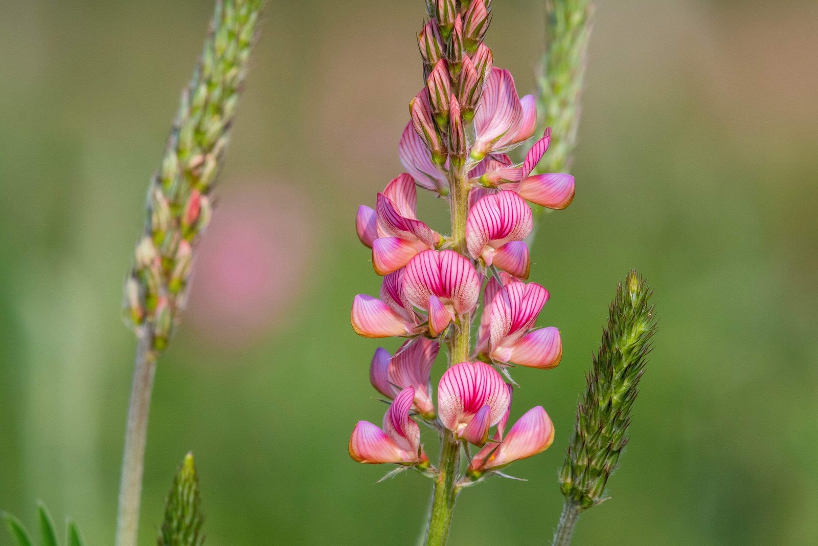 50 PINK SAINFOIN Onobrychis Viciifolia Holy Clover Legume Ground Cover Seeds