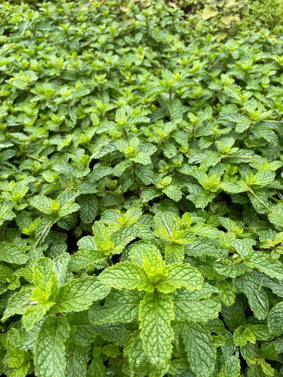 10 Organic Peppermint (Mentha × piperita) / Grown Rooted Stems Húng Lủi, 6″ -10″