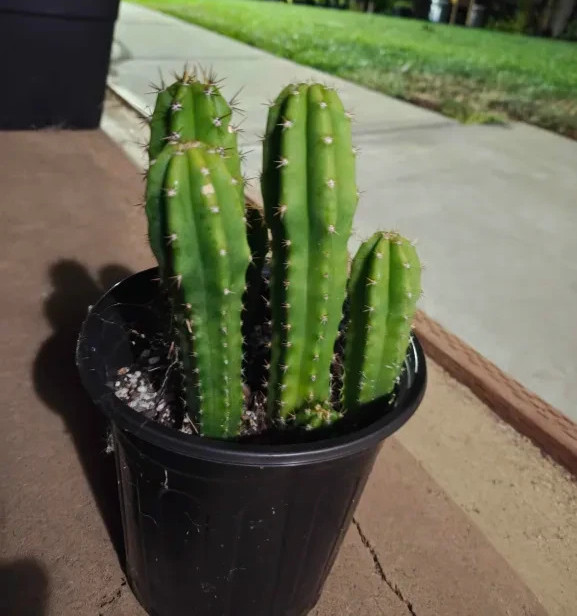 Echinopsis Cactus yearlings NOID 5 pack bundle Ross Garau NZ, 4-8 Inches