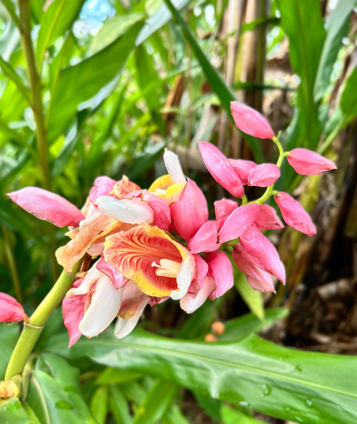 2 Pink Perfection Shell Ginger rhizomes, Alpinia hainanensis, Free Shipping!