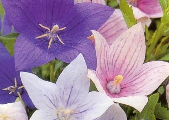 Popper Balloon Party Perennial Star Shaped Flower White Blue & Rare Pink 50 Seed