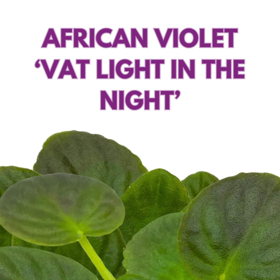 Harmony Foliage African Violet VaT Light in The Night 4 inch Blue Flower White E