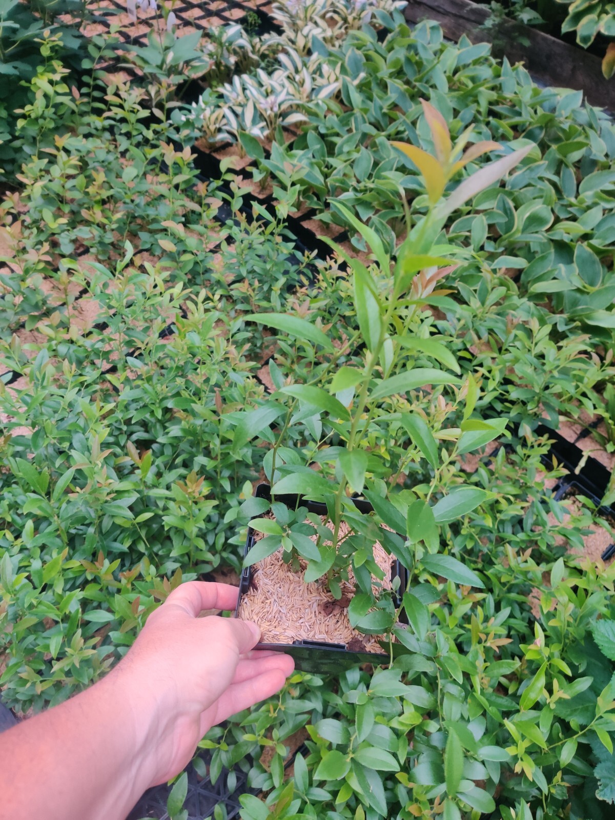 Pink Lemonade Blueberry Edible Fast Growing Fruit 5.25″ Pot Perennial UNIQUE