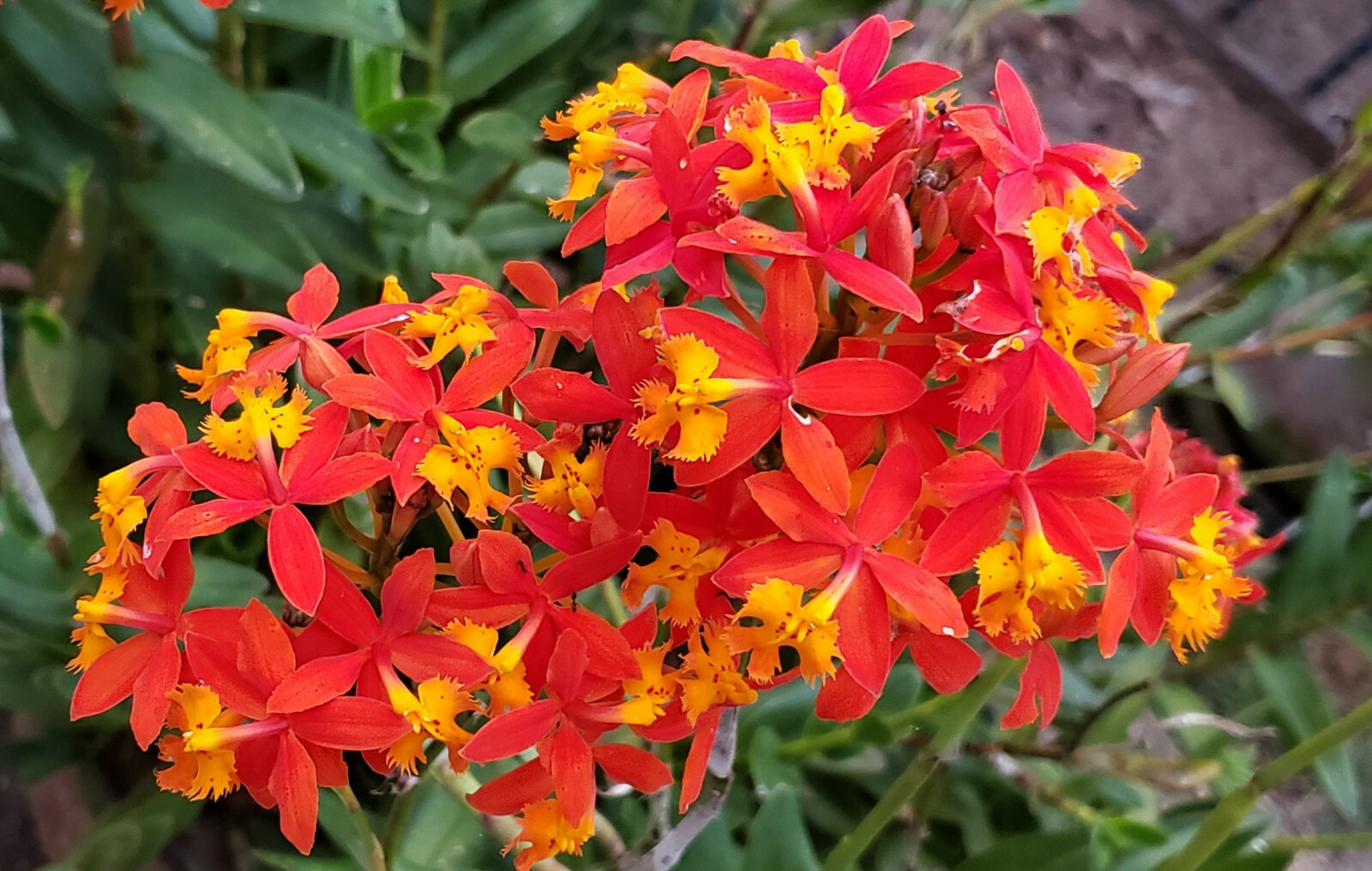 Epidendrum ORCHID 5pcs Rooted Radicans Orange Yellow/Purple cluster Flower