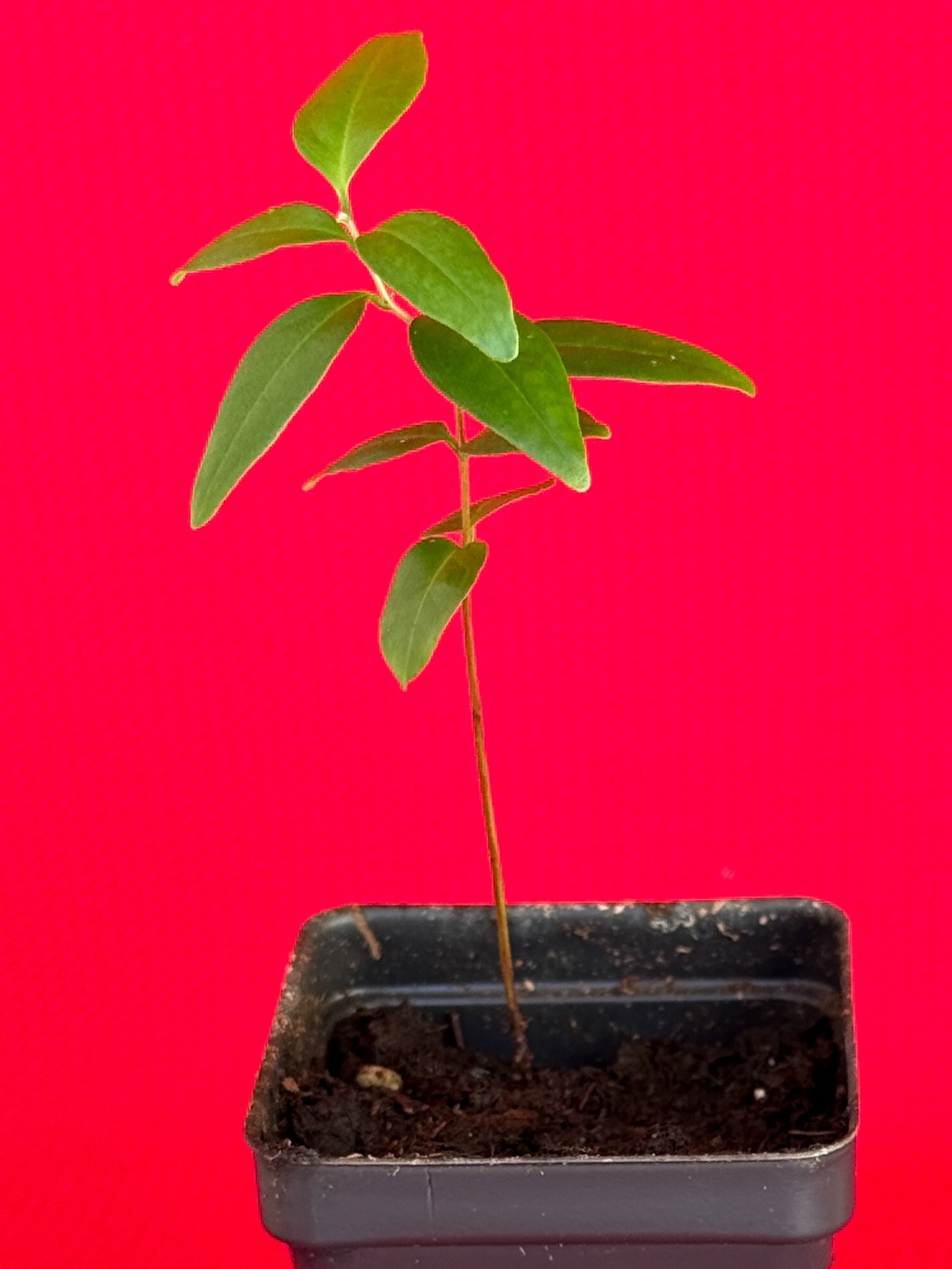 Eugenia Florida Guamirim Pitanga Preta Dark Red Fruit Tropical Tree Plant Potted