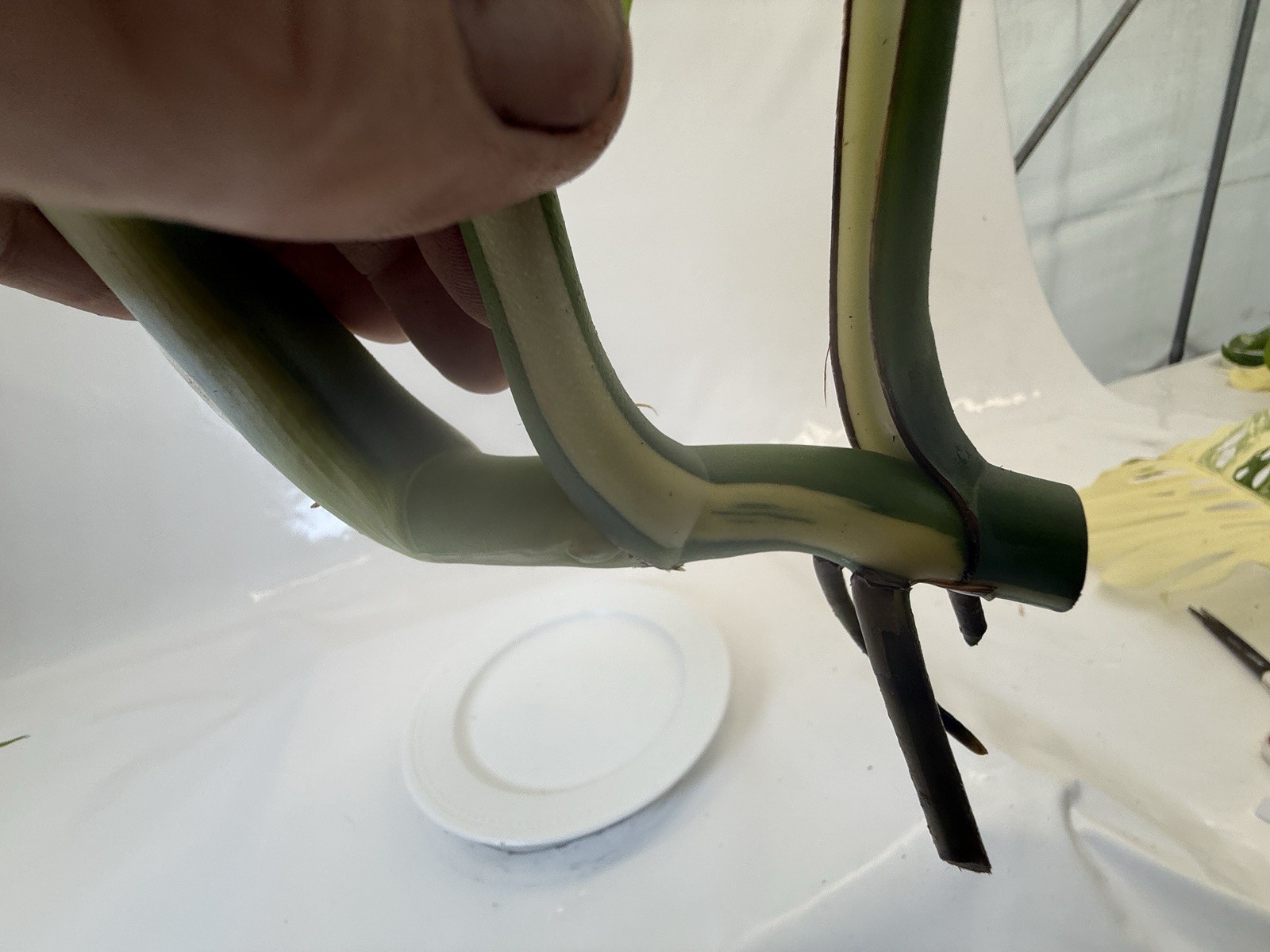 Monstera Albo top cutting EBAY-2606-103