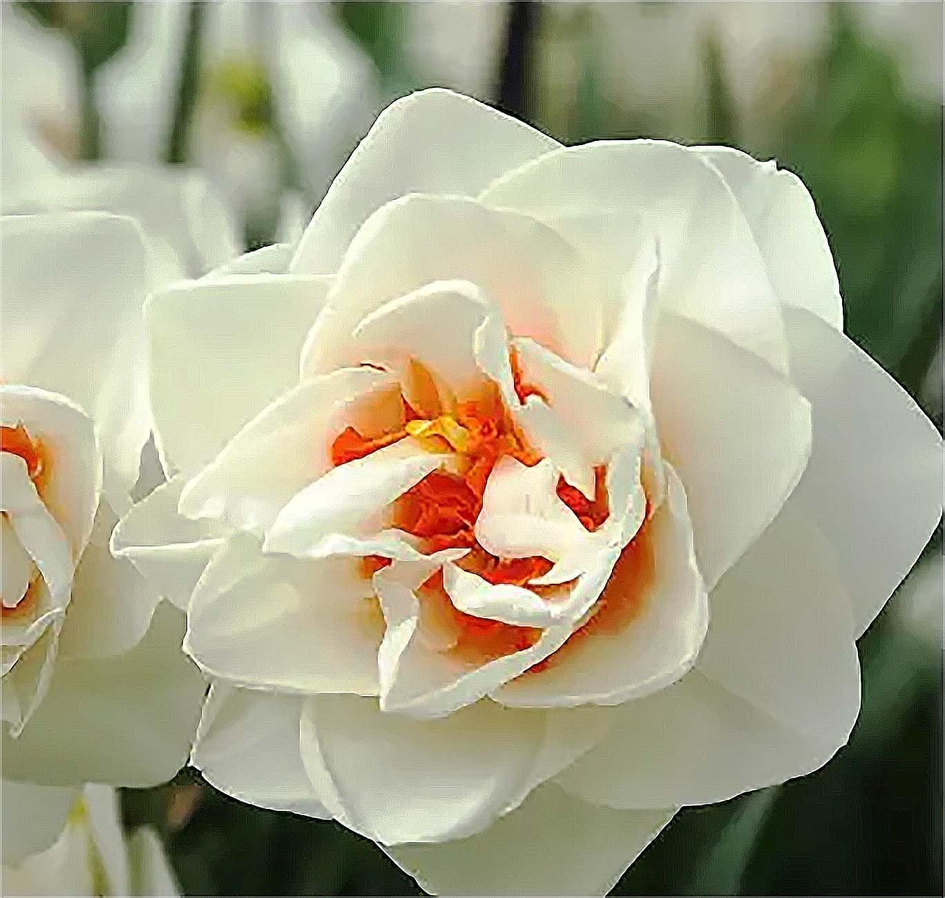 5 Double Daffodil Bulbs – White & Orange Center, Flowering Garden Planting