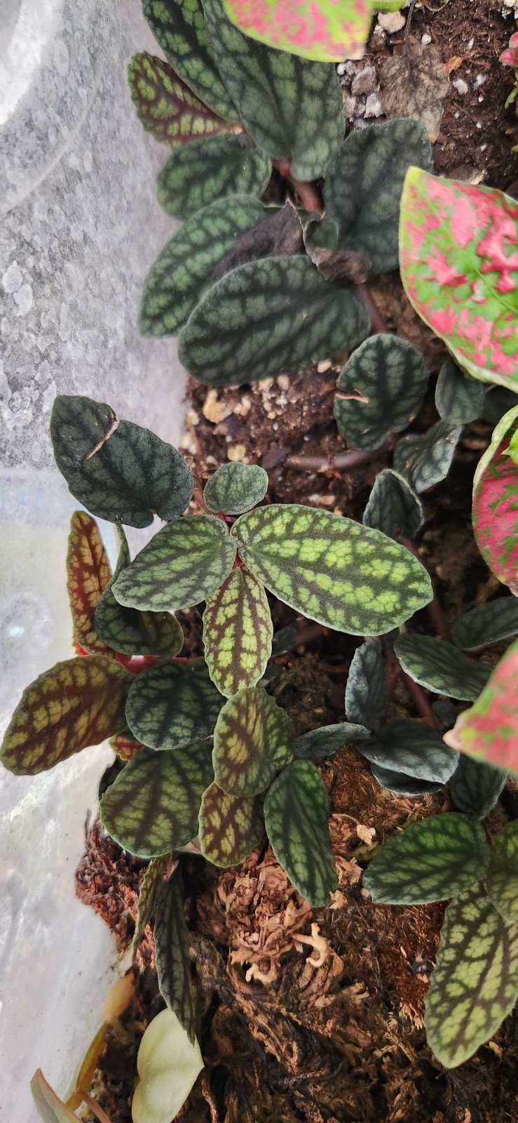 Pellionia Pulchra Prop Cup, Terrarium Plant,