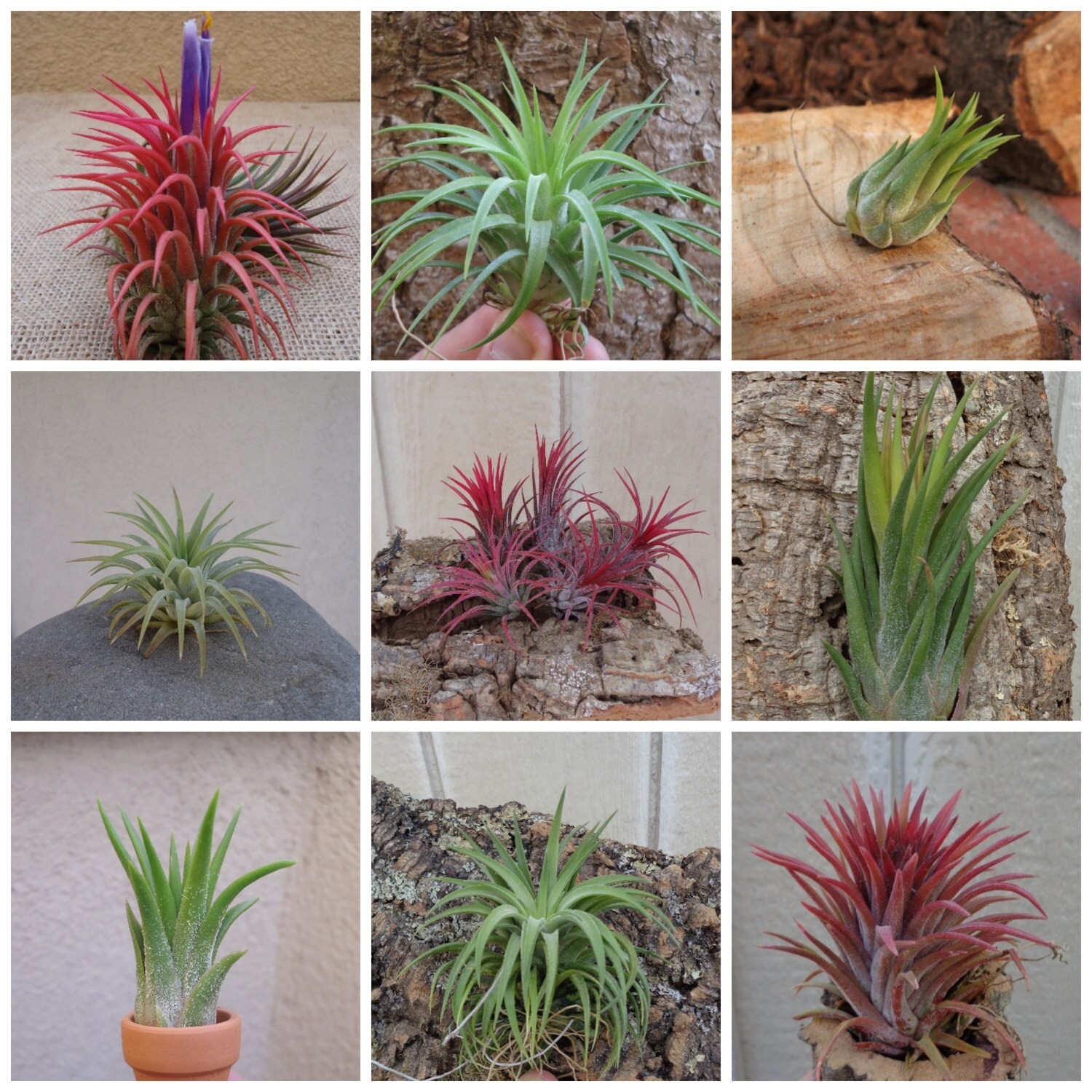 10 Pack Assorted Tillandsia Ionantha Color Changing Air Plants