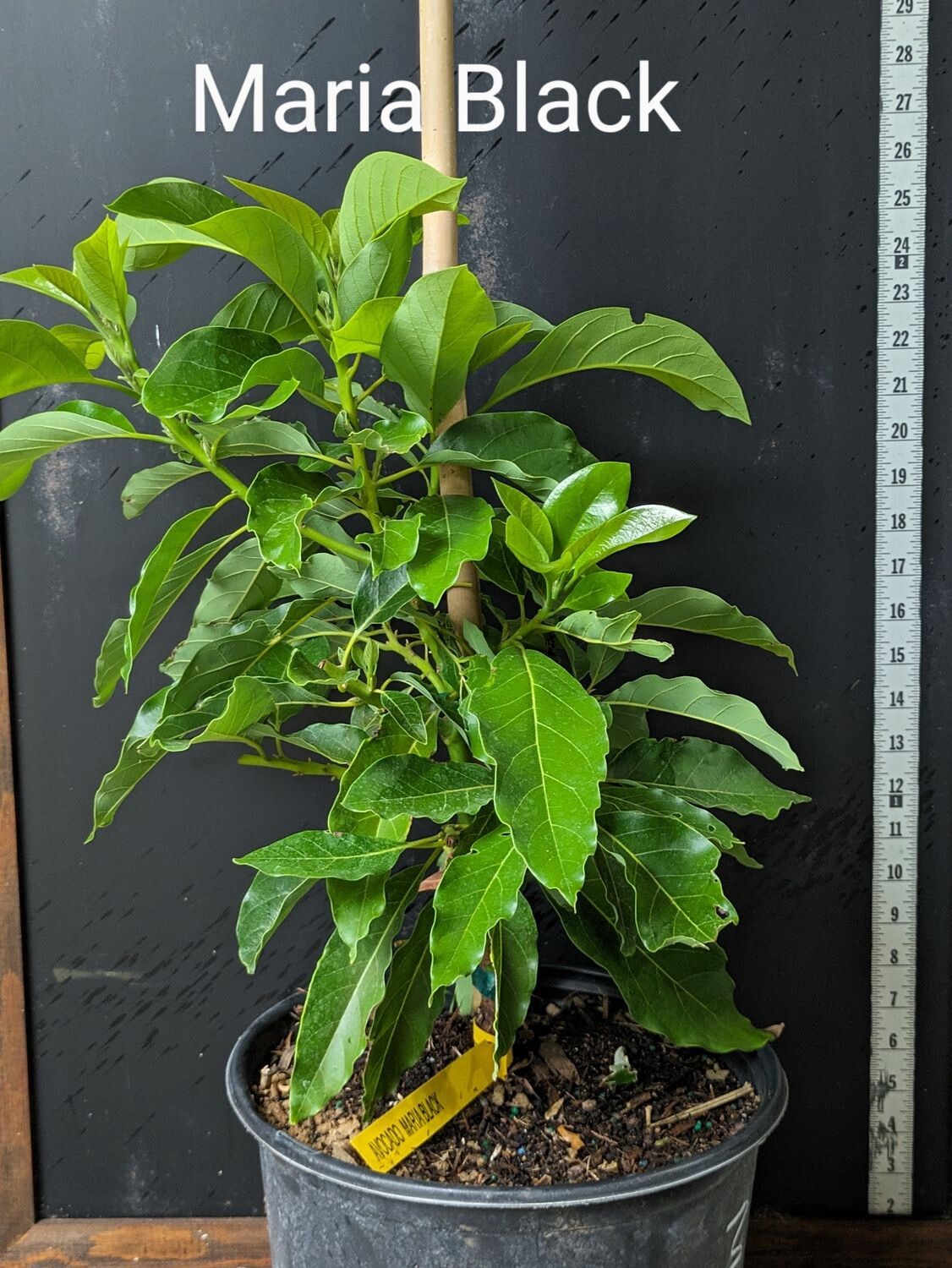MARIA BLACK Dwarf Avocado ~3Ft Grafted Tree 3Gal Pot Ship UPS Overnight