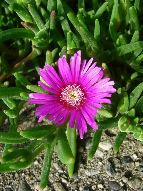 Ice Plant Delosperma cooperi 15 Plants in 3-1/2 inch Pots