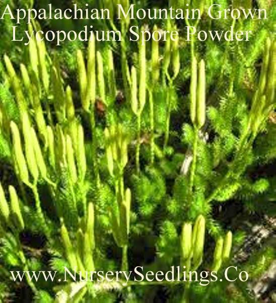 Ground Cedar Evergreen Ground Cover Fern 12ft starter vine seedlings Item