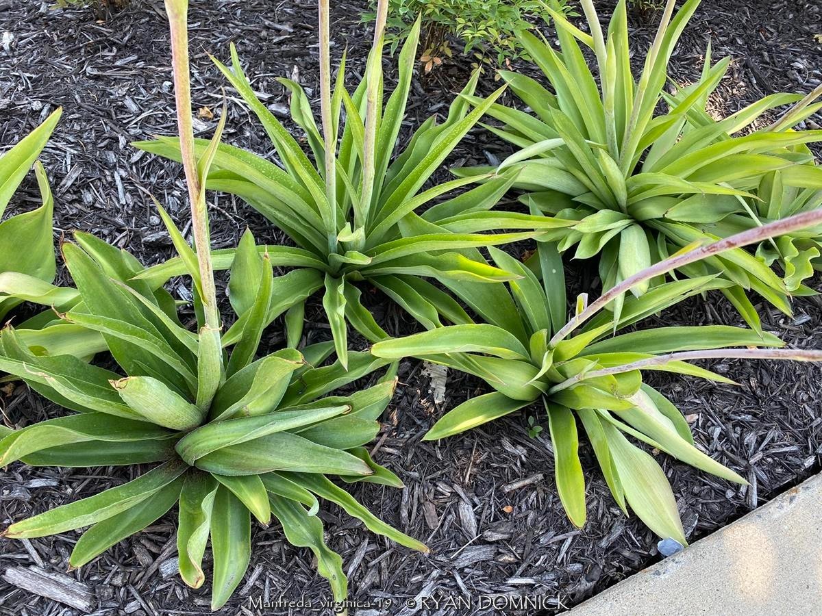 BULK SEEDS!…Manfreda virginica…Hardy Manfreda/False Agave…QTY/bag=250