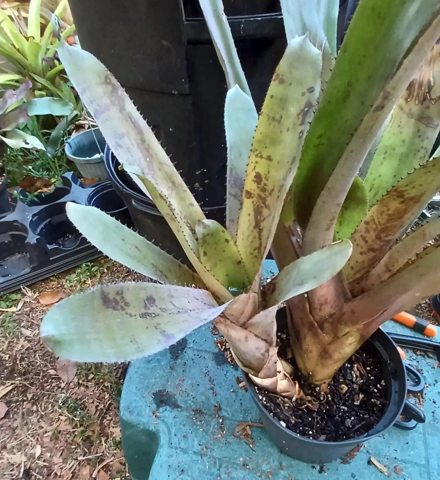 BUY 4 SAVE 15% BROMELIAD Canistrum PICKELII Offset – RARE Find