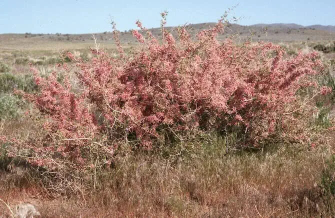 5 Desert Peach Bush Seeds for Planting Prunus andersonii