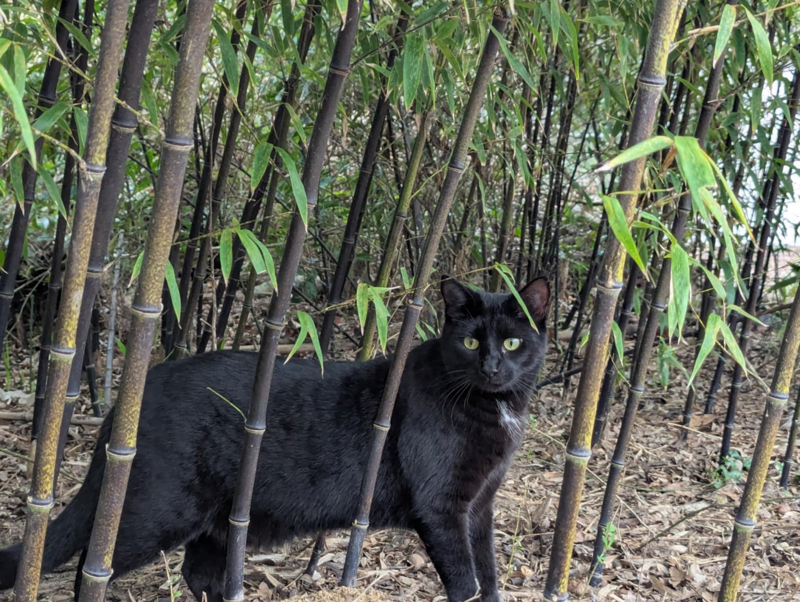 URGENT—Collector-Grade Black Bamboo Phyllostachys nigra Two 12″-14″Live Rhizomes
