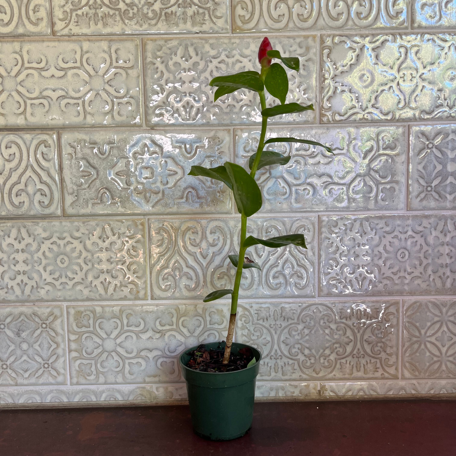 Red Button Ginger – FREE SHIPPING – Costus Woodsonii- 12″- 16″ Tall Plant