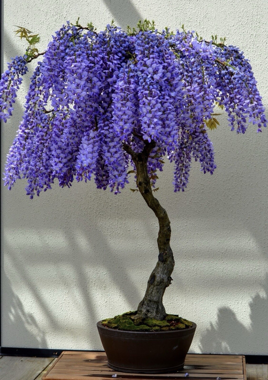 Purple Rain Wisteria Bonsai seeds, high quality seeds high germination rate