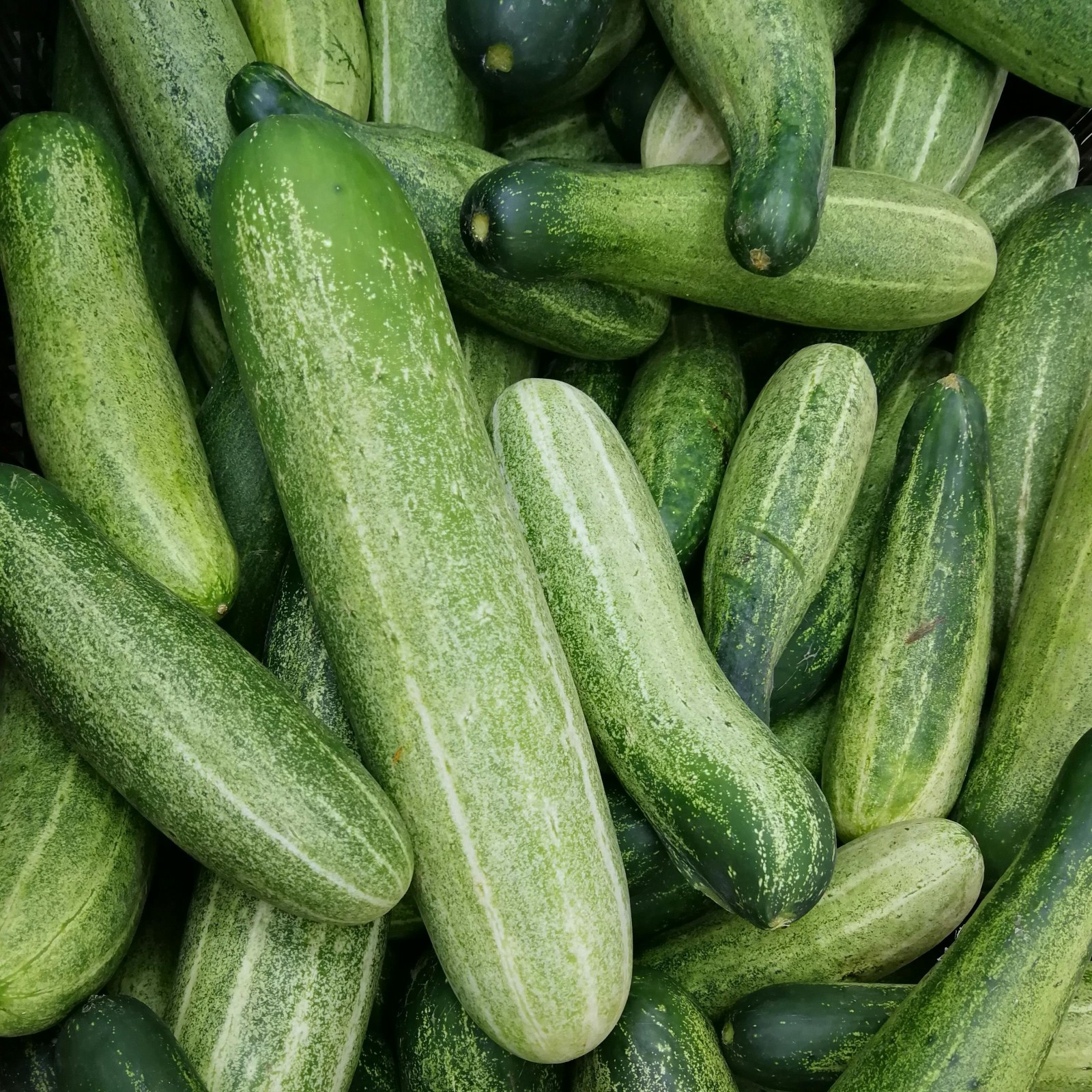 100+ Marketmore 76 Cucumber Seeds Bulk Heirloom Slicing Vine Garden Survival