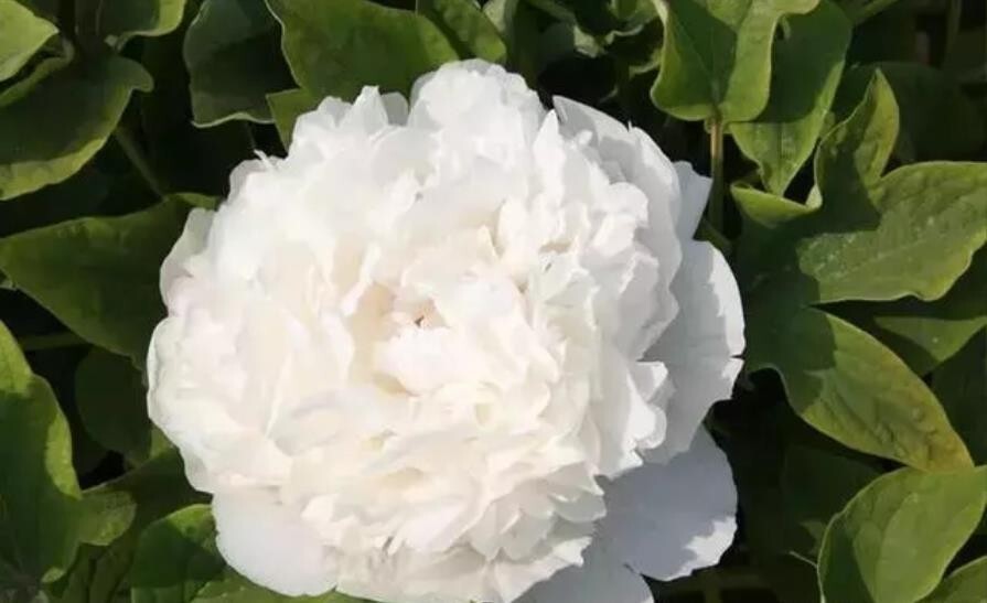 10pc PEONY SEEDS Garden Plant Flower blossom exotic USA seller FREE shipping