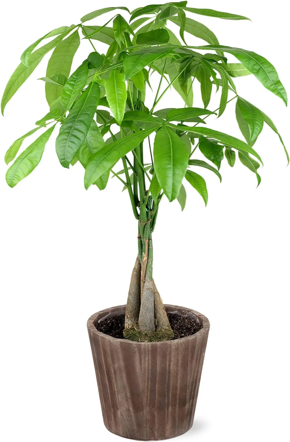 Just Add Ice 14-16″ Money Tree Live Plant in 5″ Brown Wood Pot, House Plant