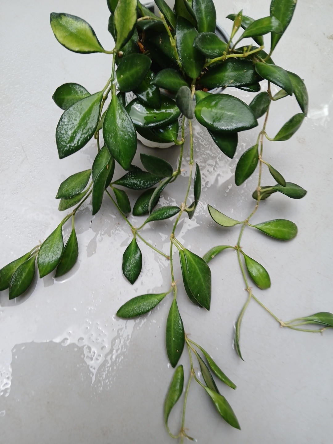 #124- HOYA BURTONIAE VARIEGATED LIVE PLANTS, FULL POT PLANTS,