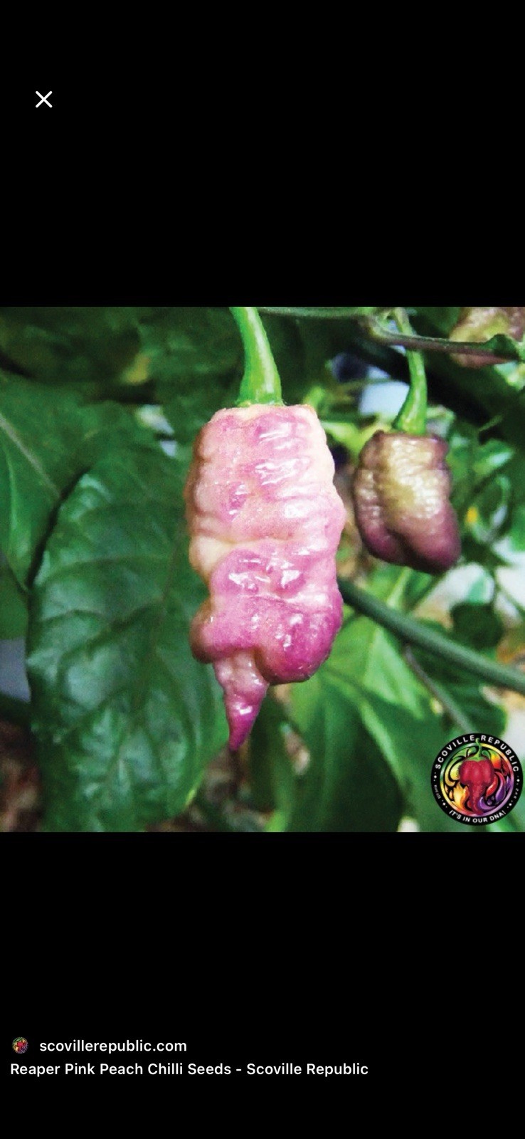 Rare!! 5 Pink Reaper Pepper Plants!! Hot and Healthy!! Ready To Ship!!