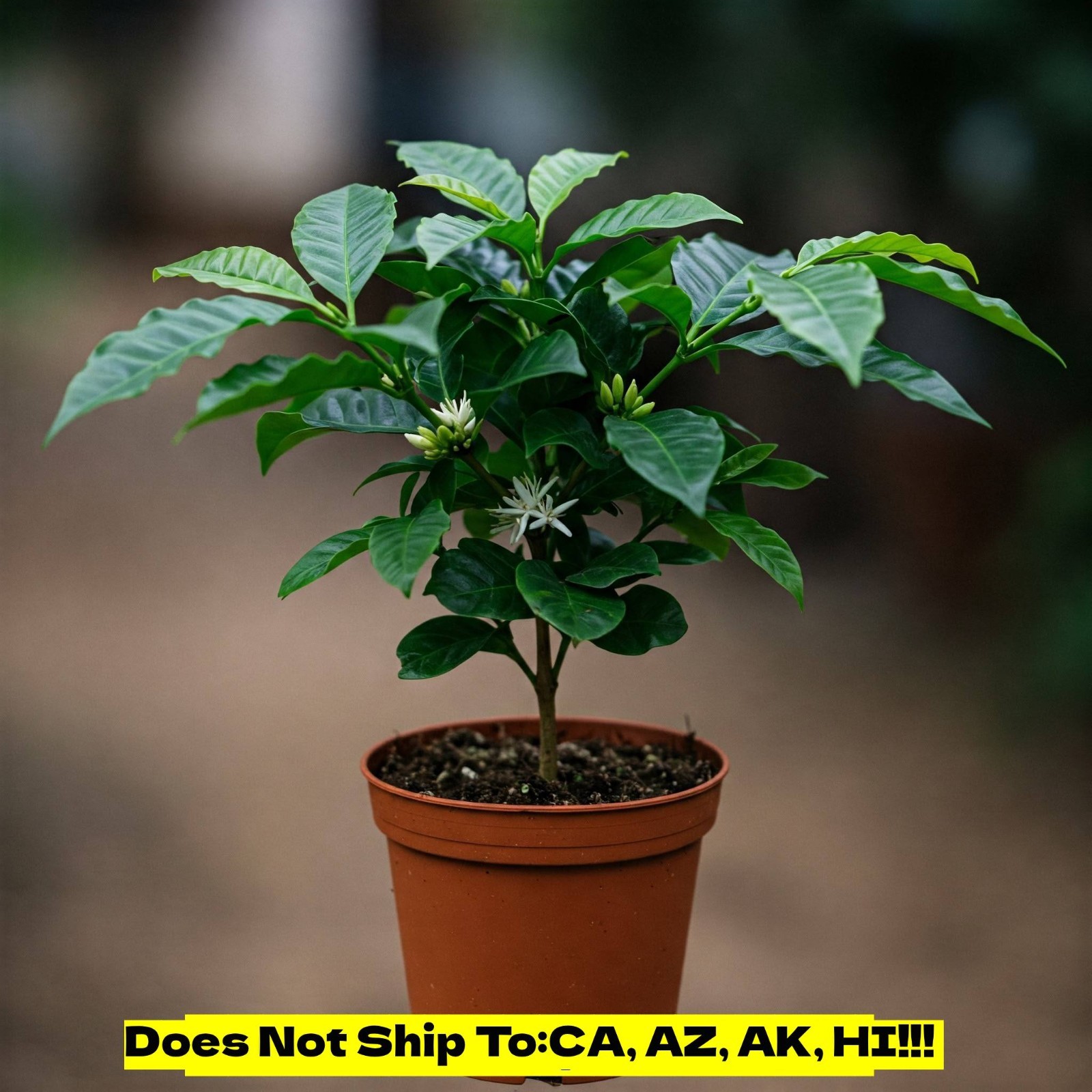 Arabica Coffee Plant Coffea Arabica Live Houseplant 4″ Pot Air Purifying Fragran