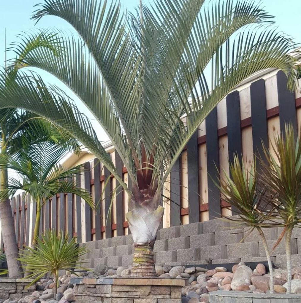 LIVE PLANT 3ft Dypsis decaryi Three sided Triangle palm Neodypsis
