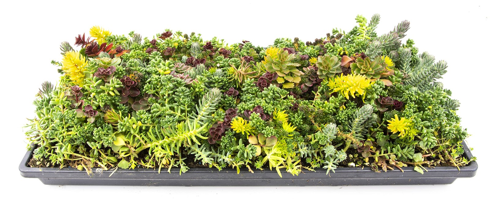Live Sedum Succulent Mat 10 In. By 20 In. Plant Tray For Landscaping Stonecrop