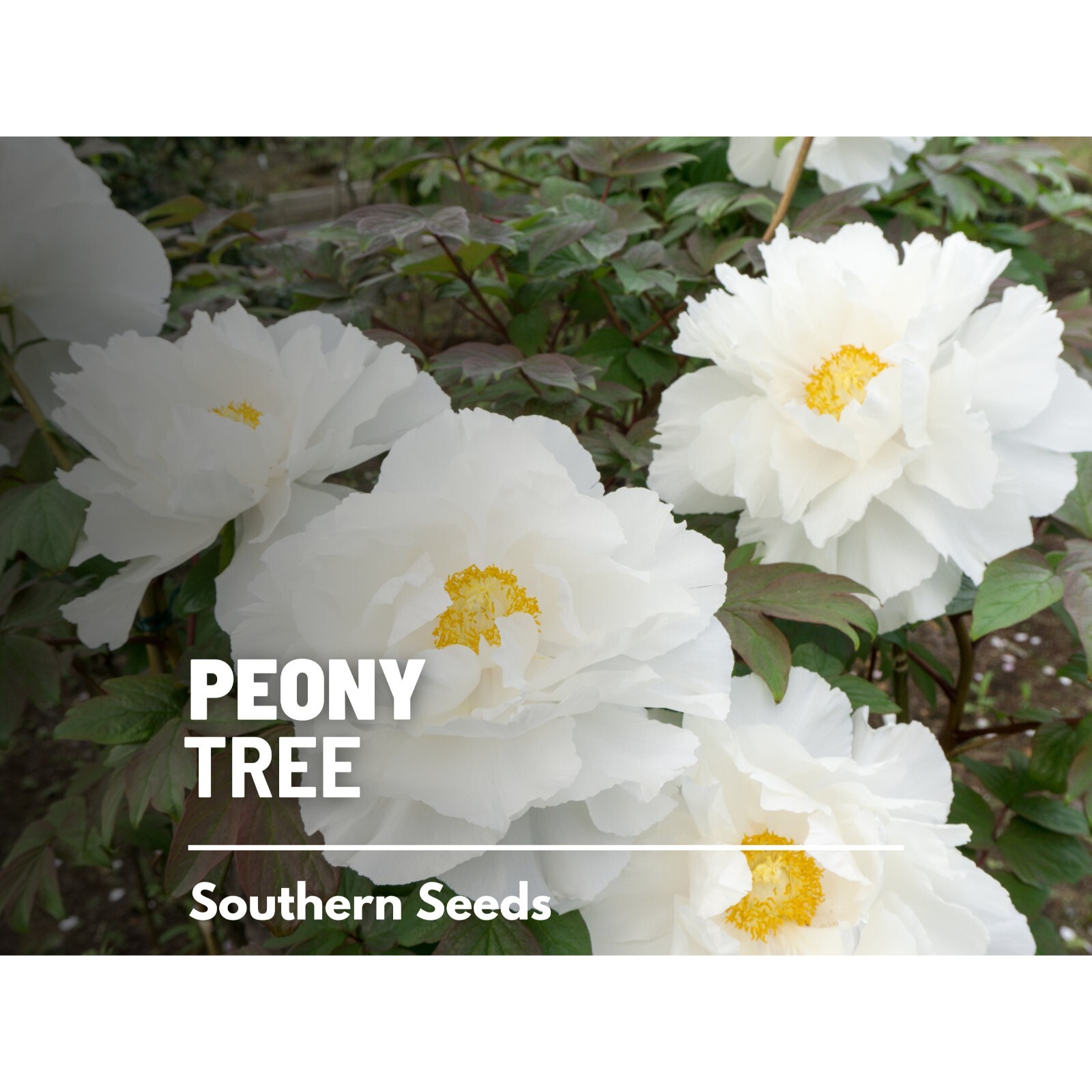 Peony, Moutan Tree – 10 Seeds – Heirloom Shrub – Paeonia suffruticosa