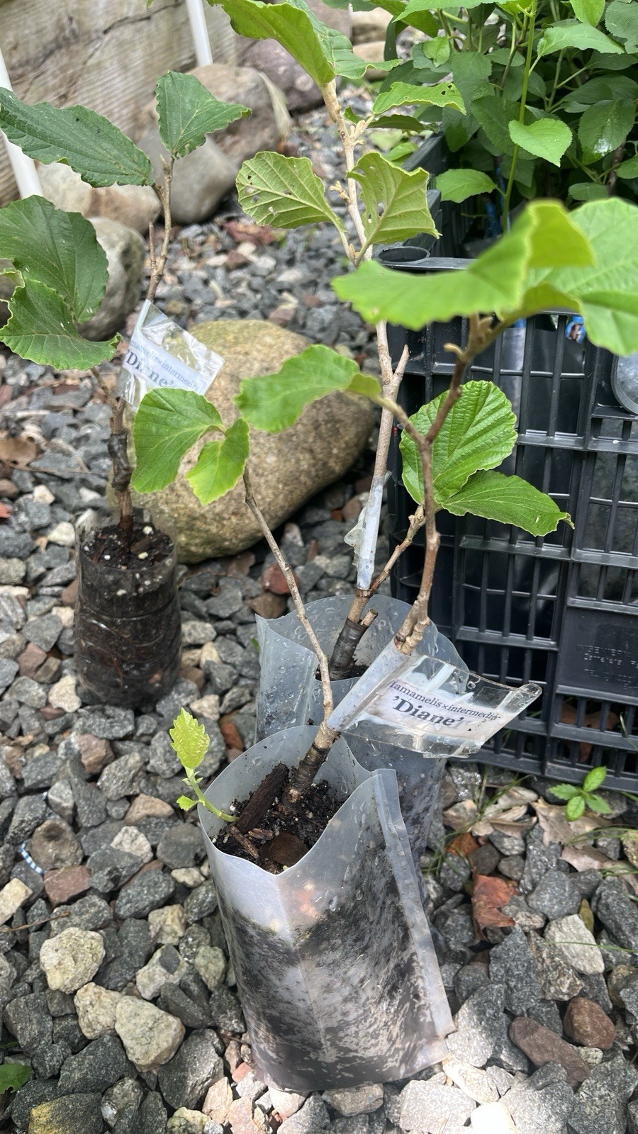 Hamamelis × intermedia ‘Diane’, 1 year old plant, grafted