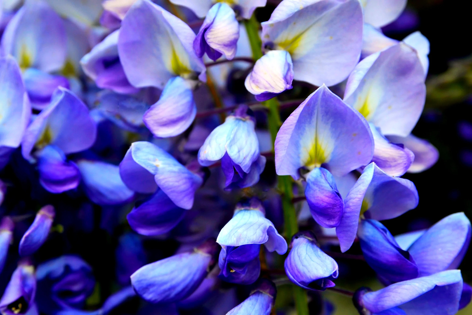 5 BLUE CHINESE WISTERIA Sinensis Ornamental Vine Blue Violet Purple Flower Seeds
