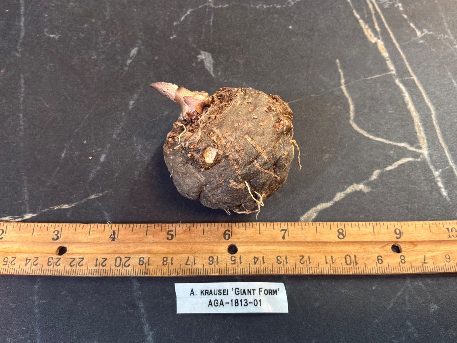 Amorphophallus krausei Giant Form AGA Tropical Rare Plant Aroid Bulb Flower Huge