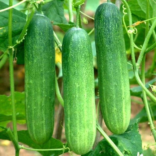 30+ Cucumber Seeds / Dưa Leo for 2024 season .USA Seller