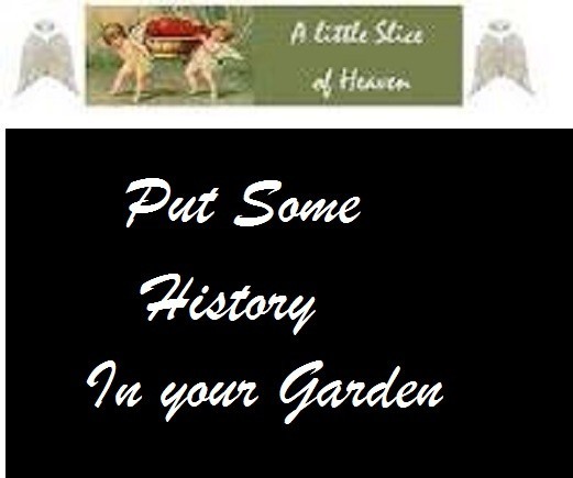 20 Orange Strawberry Heirloom Historical ” Plus 2 Packs of Vegetable Seeds