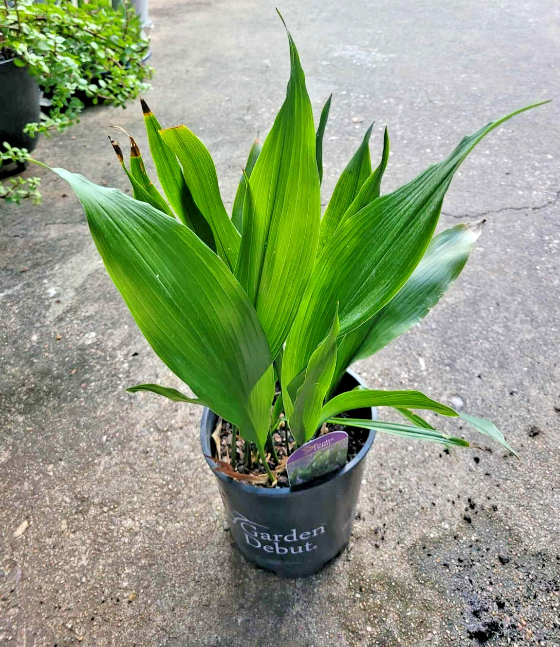 Live Dwarf Aspidistra “Tiny Tank” Cast Iron Plant 4″ Pot Easy Care Indoor