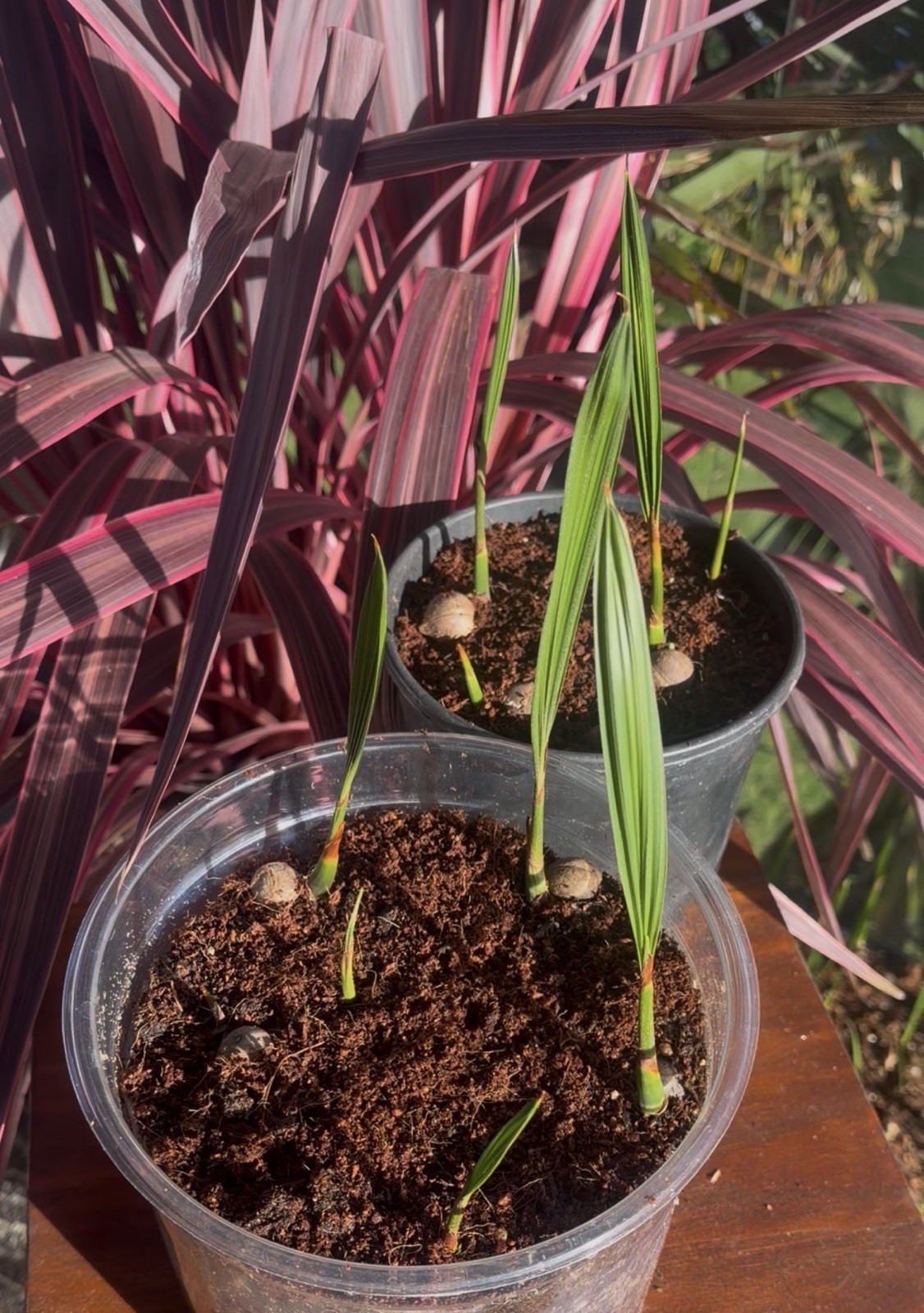 LIVE – Jubaea Chilensis Seedling – Cold Hardy 5F – Snow/Ice Resilient -Rare Palm