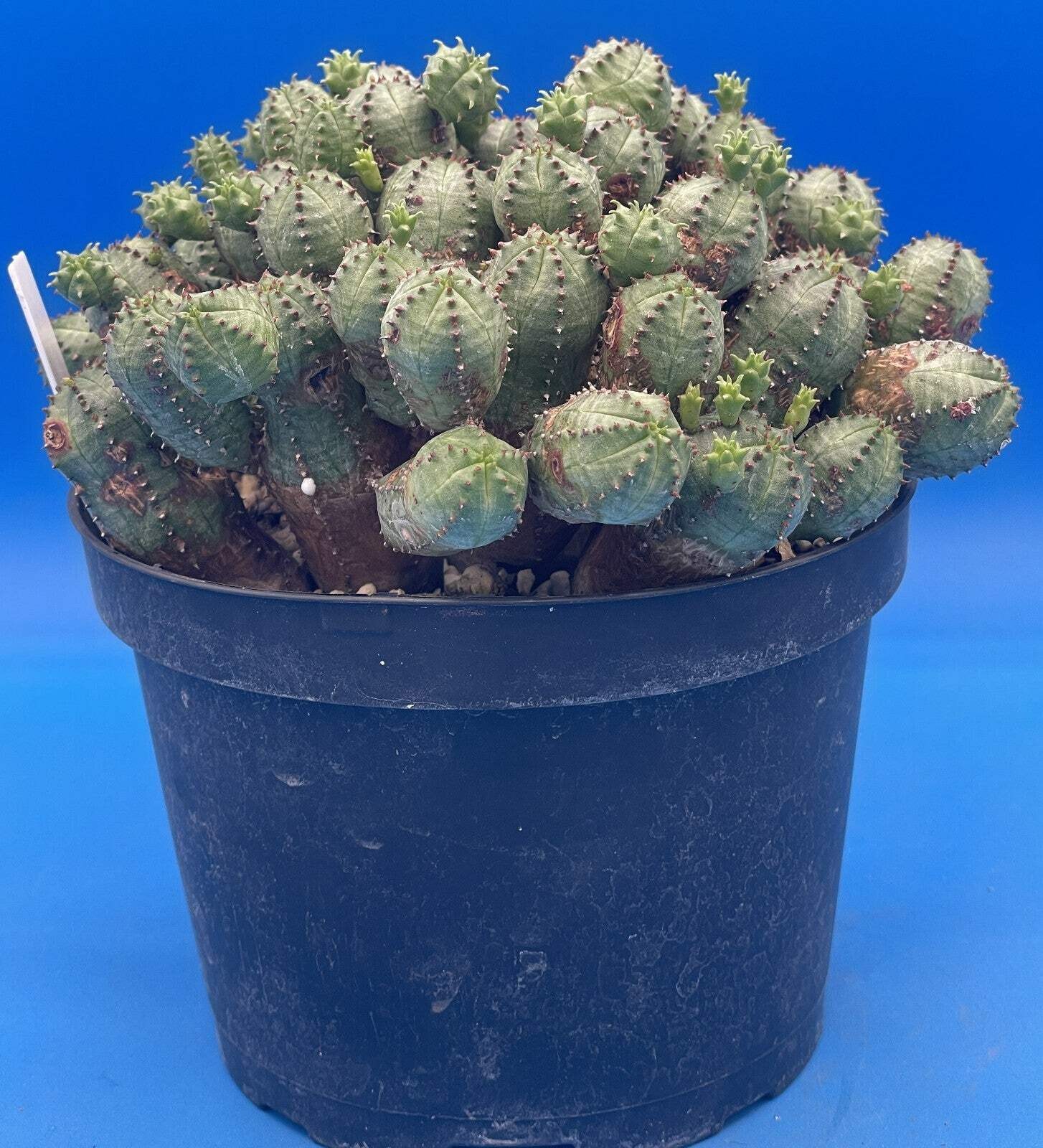 Euphorbia Pseudoglobulosa OLD XL Specimen Grown In 6″ Pot
