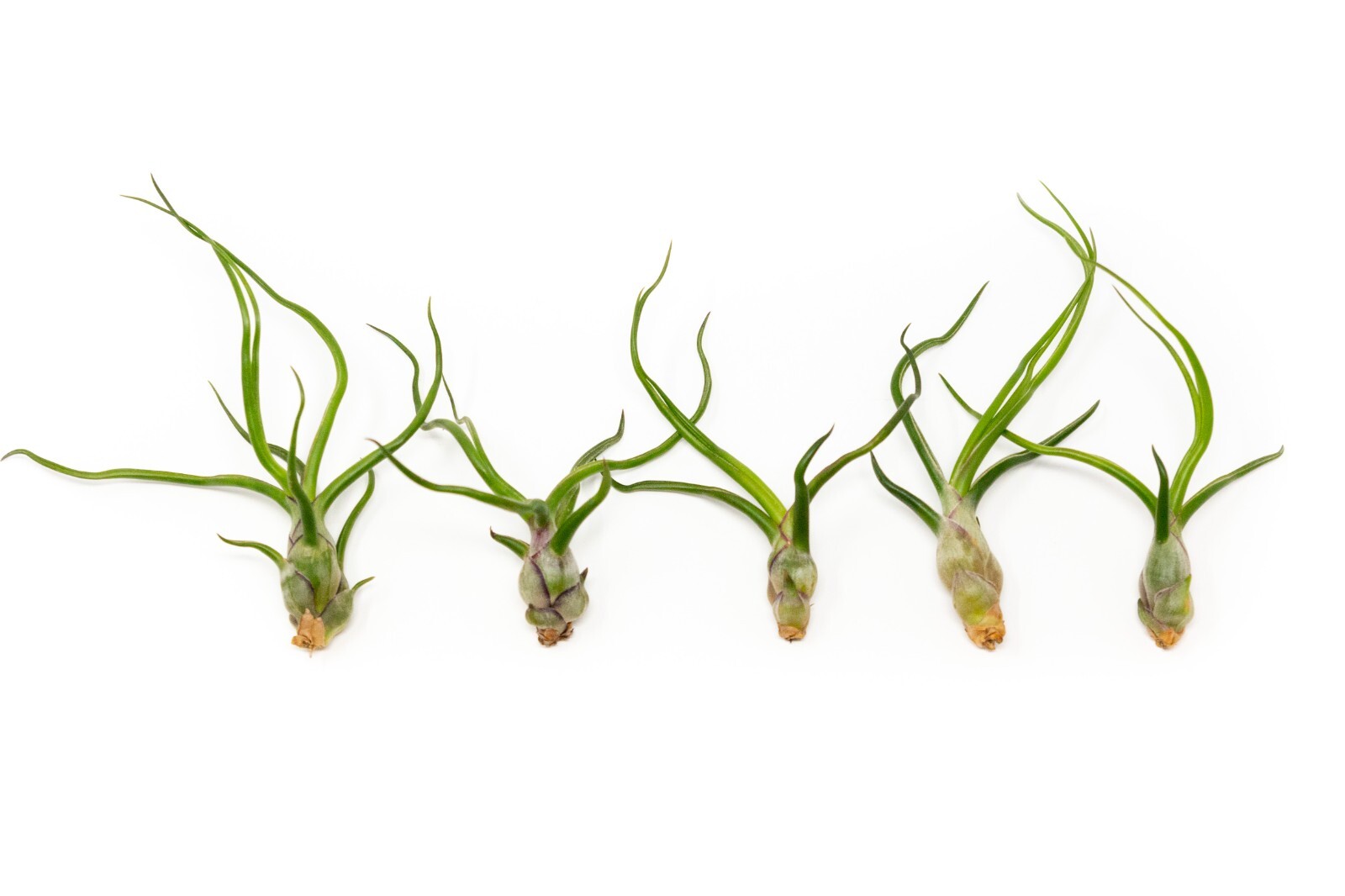 Tillandsia Bulbosa Guatemala Air Plants – Live Indoor/Outdoor House Decor