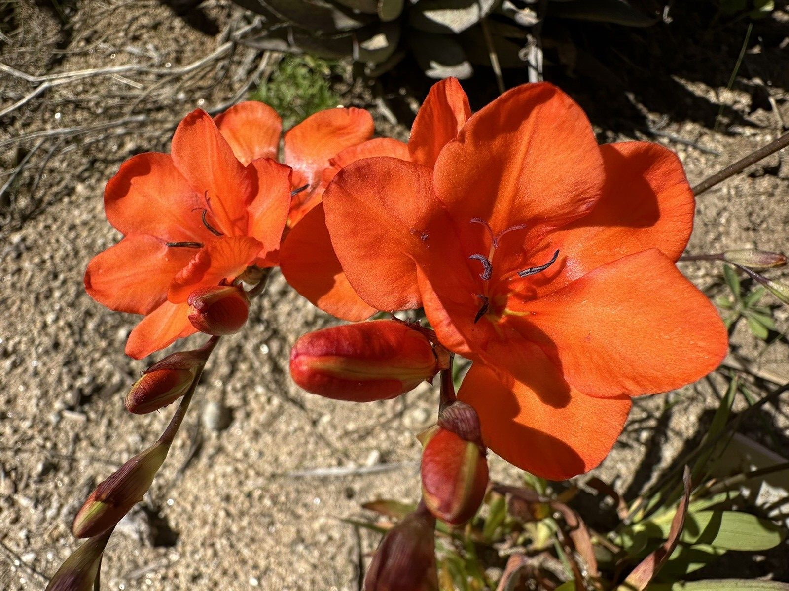 Tritonia Duesta rare 10 fresh 2024 harvested seeds Winter / spring Flowers