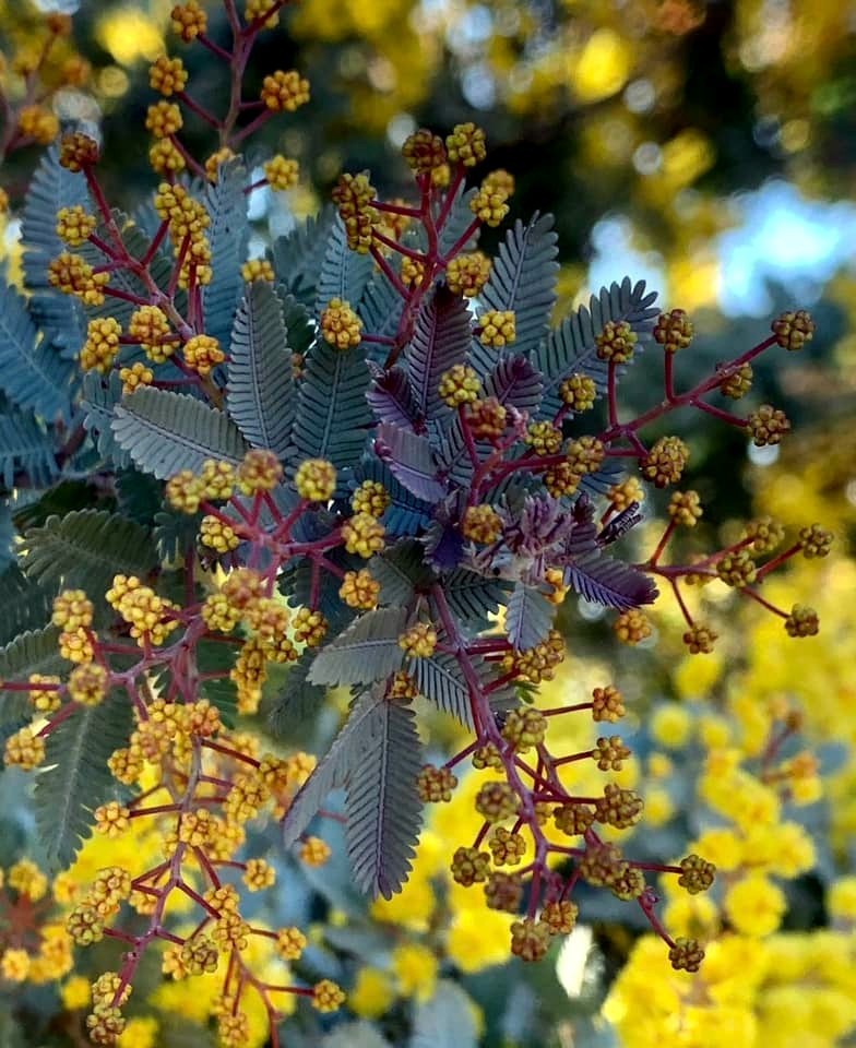 Chocolate Mimosa Tree Seeds (Acacia Baileyana v. Purpurea) Fern Leaf Flower