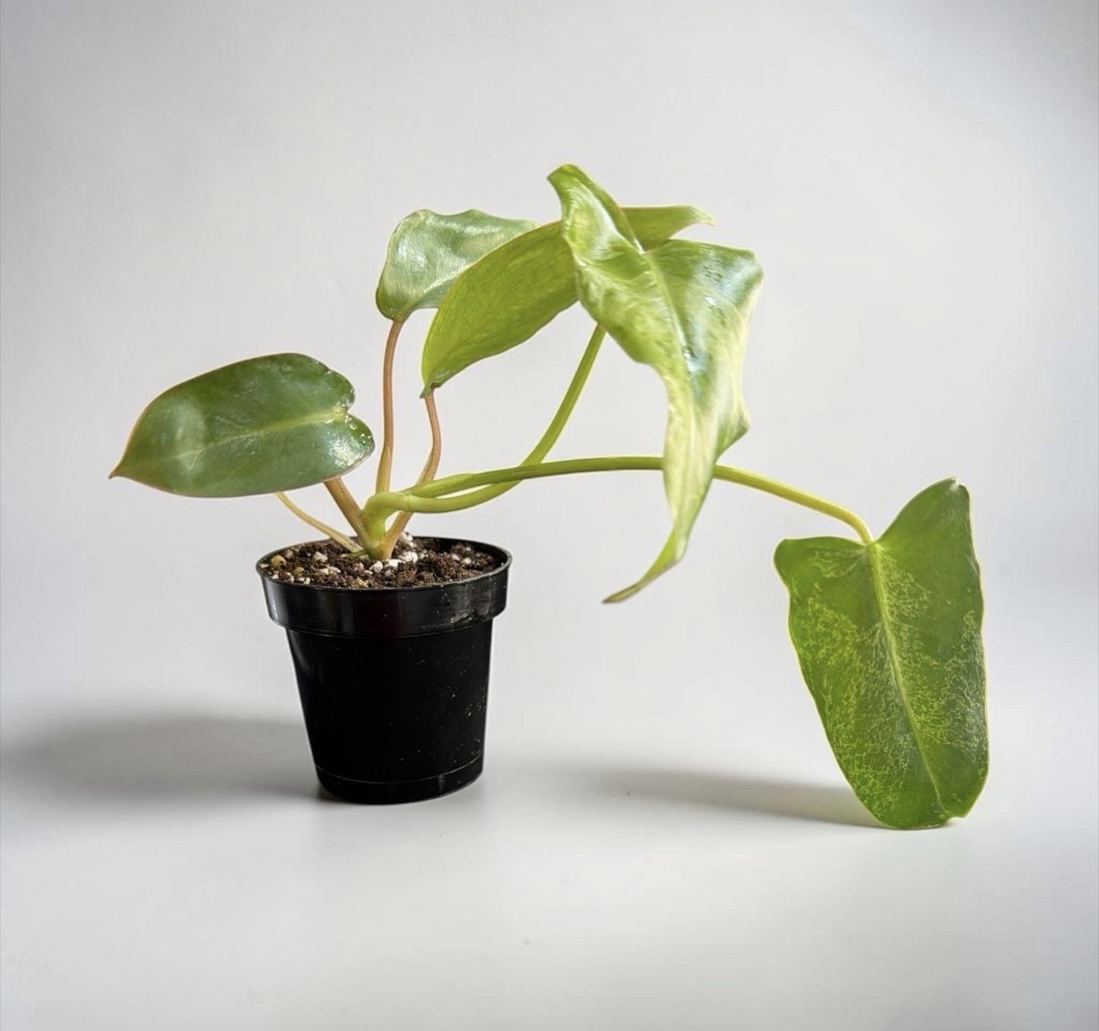 Philodendron Paraiso Verde Variegated Aroid Live Plant 3 Inch Pot
