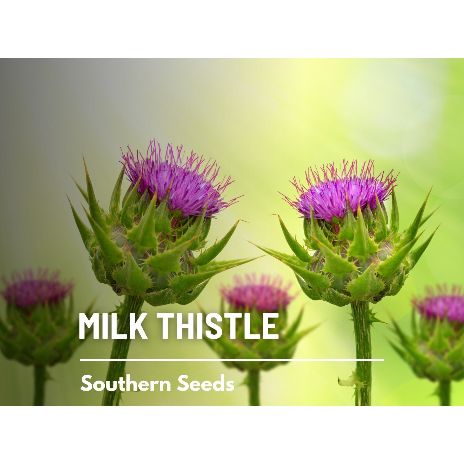 Milk Thistle (Blessed Thistle) – 20 Seeds – Heirloom Medicinal & Culinary Herb,