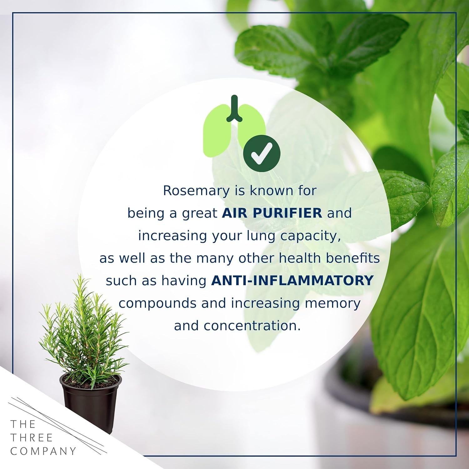 Fresh Rosemary Set of 4 – Aromatic Edible Herbs for Cooking and Air Quality
