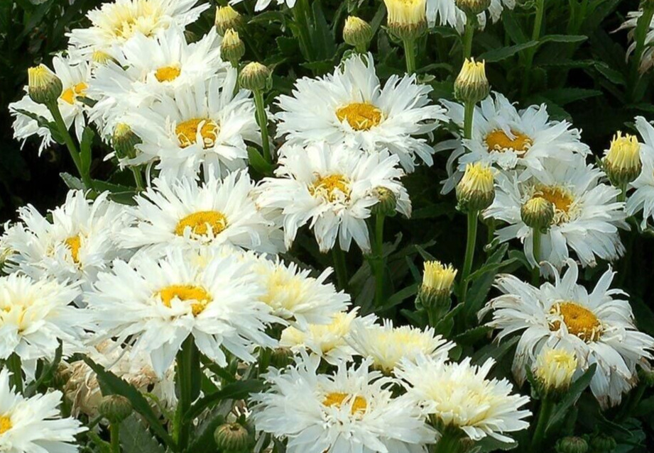 Leucanthemum, ‘crazy daisy’ Shasta daisy20 seeds