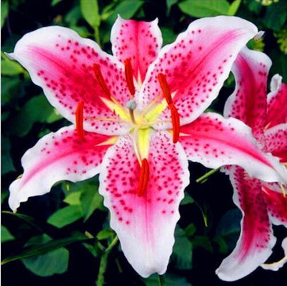 20 LILY FLOWER SEEDS rare exotic bloom blossom plant garden bush for germination