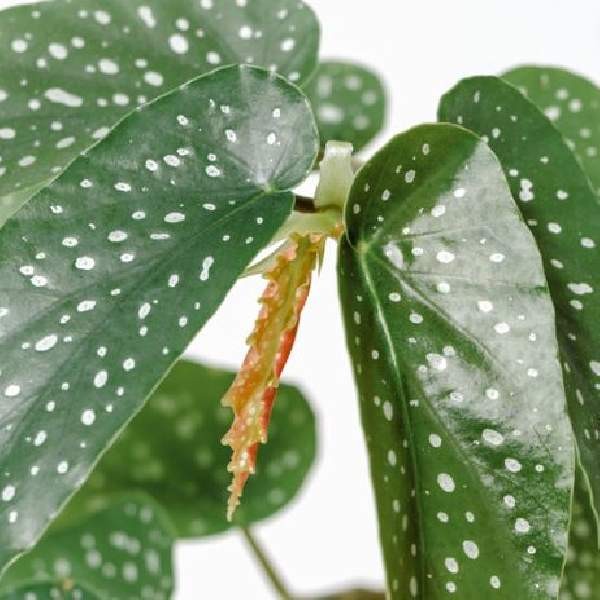 Angel Wing Begonia Assorted Starter Plant Bundle Live House Plants
